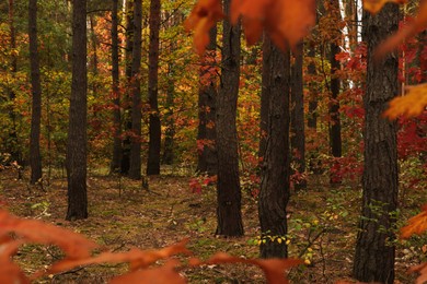 Beautiful trees with colorful leaves in forest. Autumn season