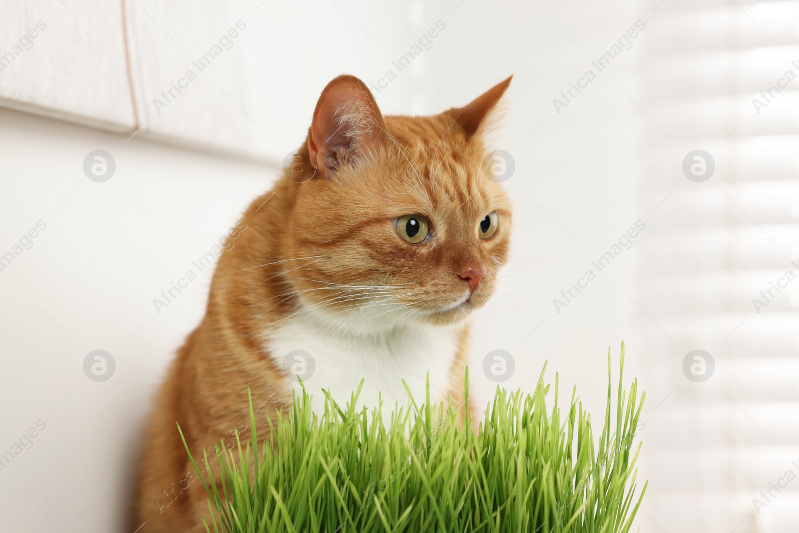 Photo of Cute ginger cat near potted green grass indoors