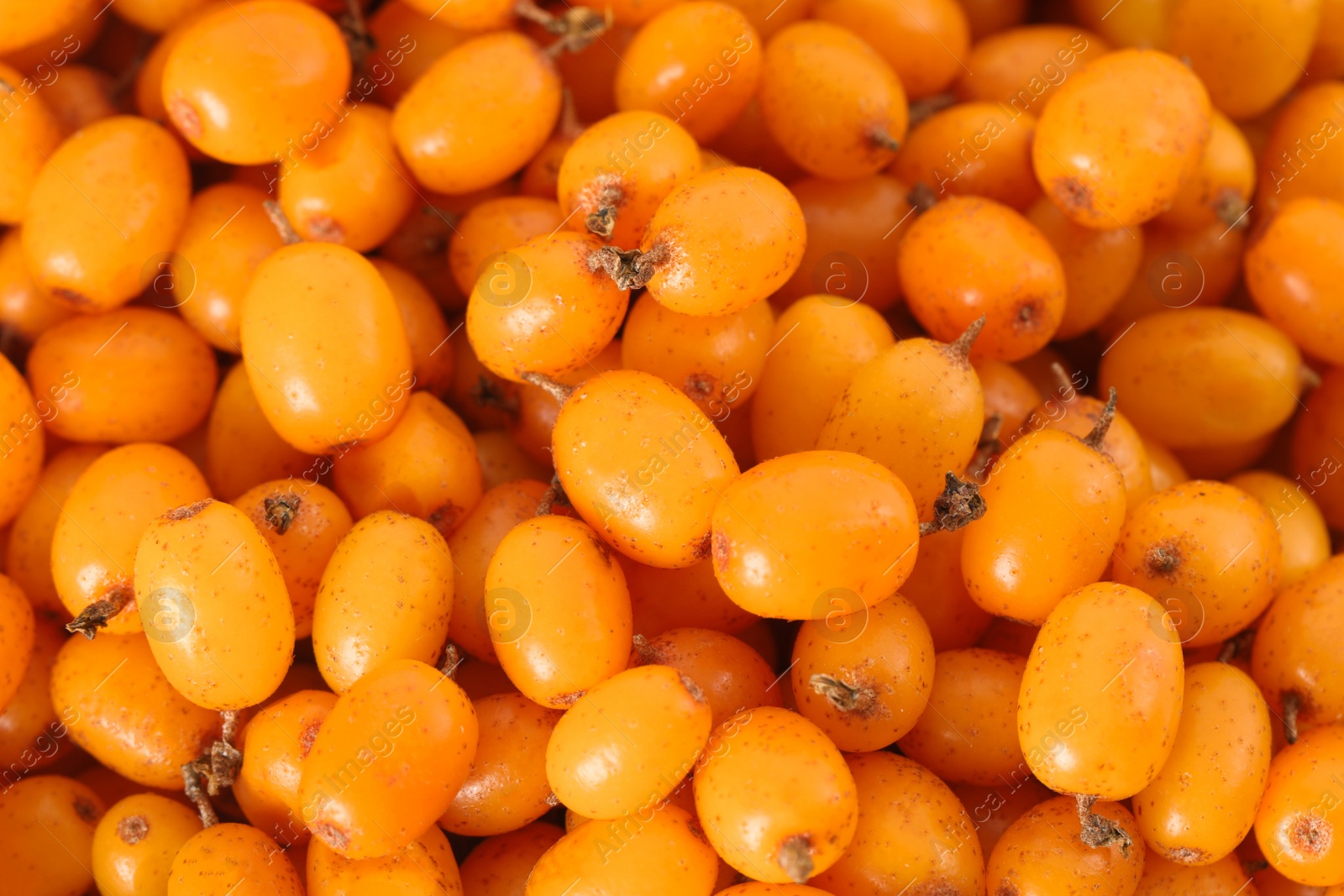 Photo of Ripe sea buckthorn berries as background, closeup