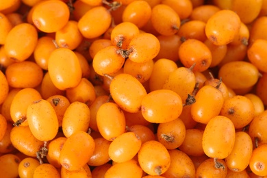 Ripe sea buckthorn berries as background, closeup