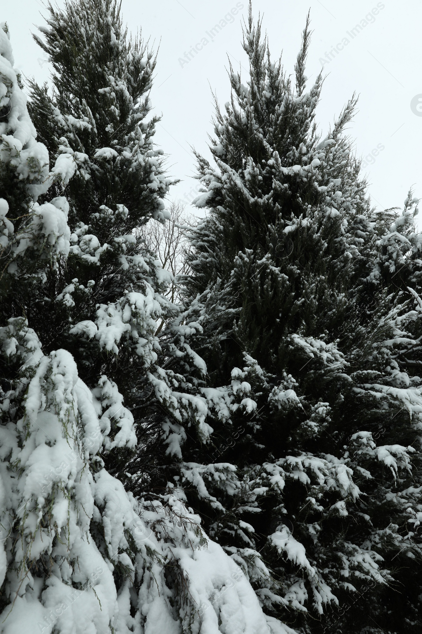 Photo of Fir tree covered with snow on winter day