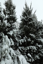 Fir tree covered with snow on winter day