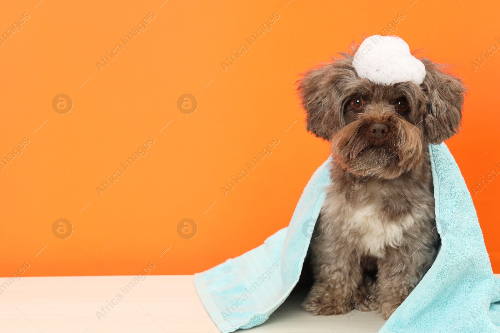 Photo of Cute Maltipoo dog with towel and foam on orange background, space for text. Lovely pet