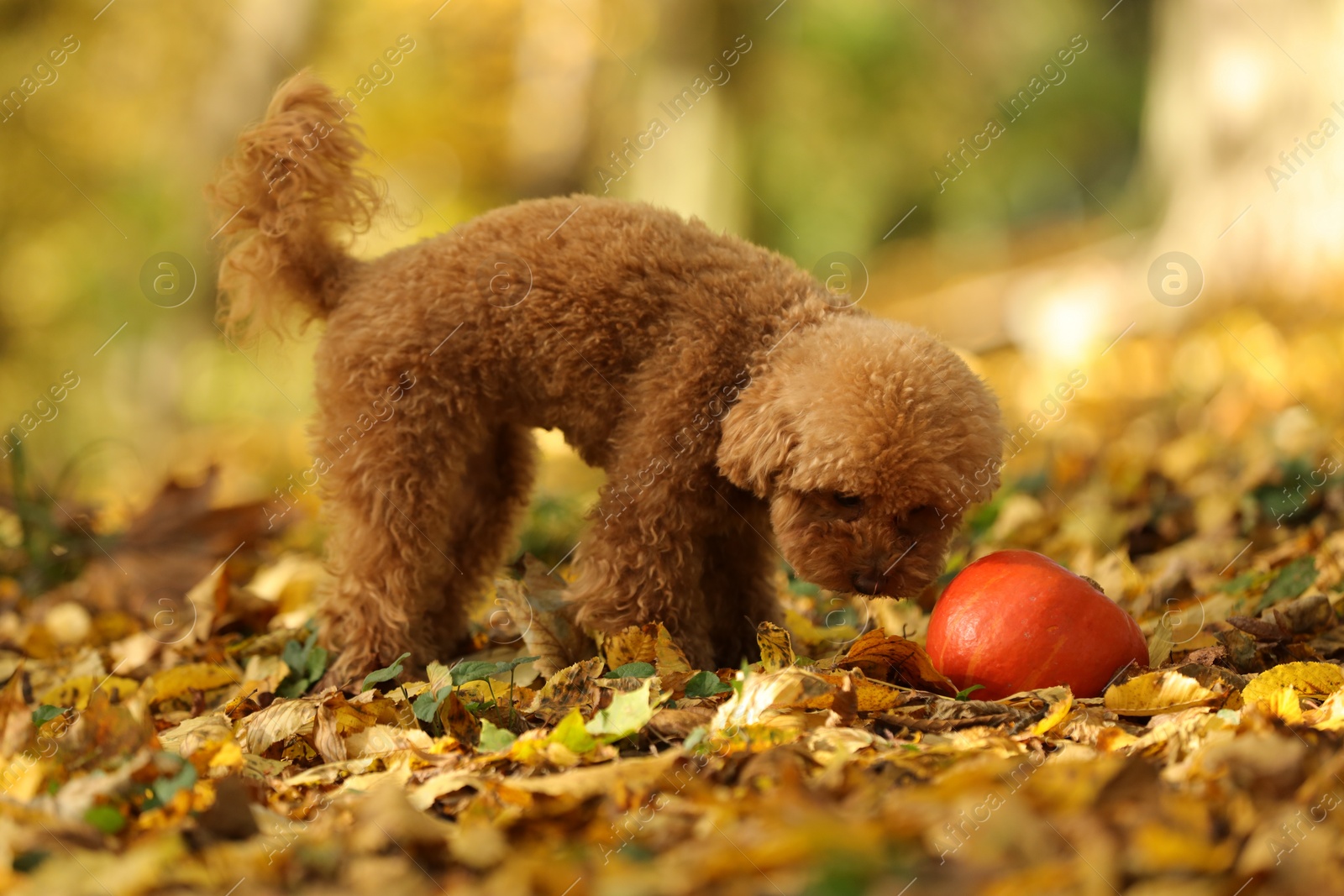 Photo of Cute Maltipoo dog, pumpkin and dry leaves in autumn park