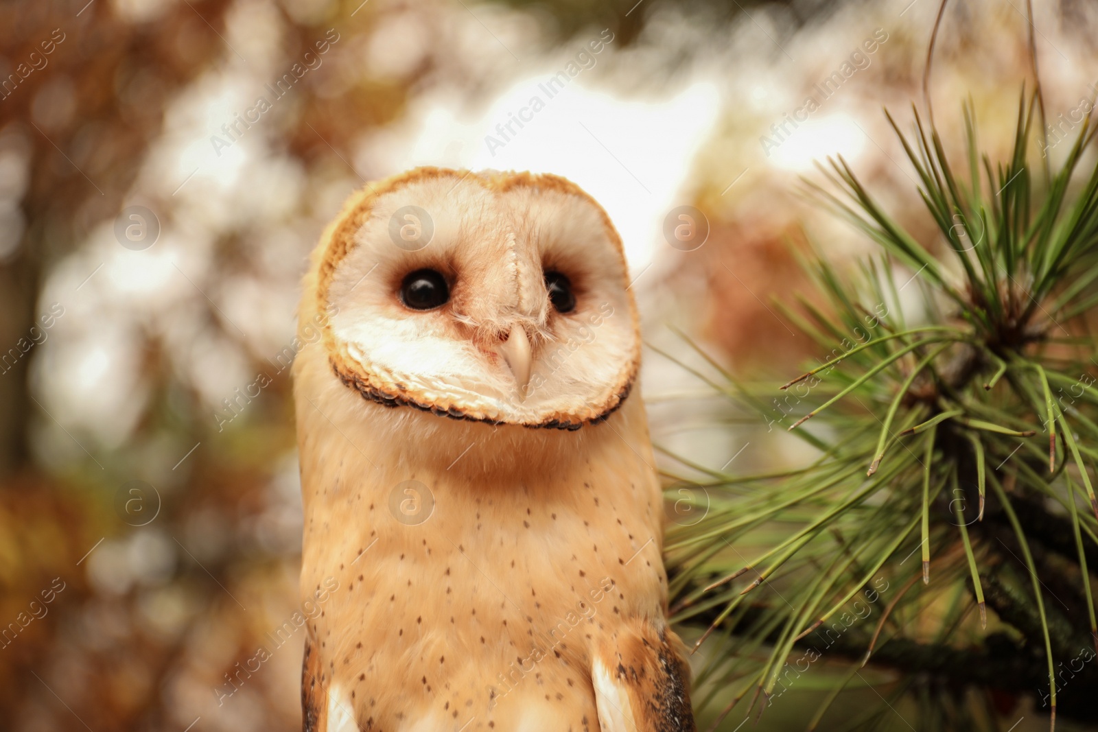 Photo of Beautiful common barn owl on tree outdoors