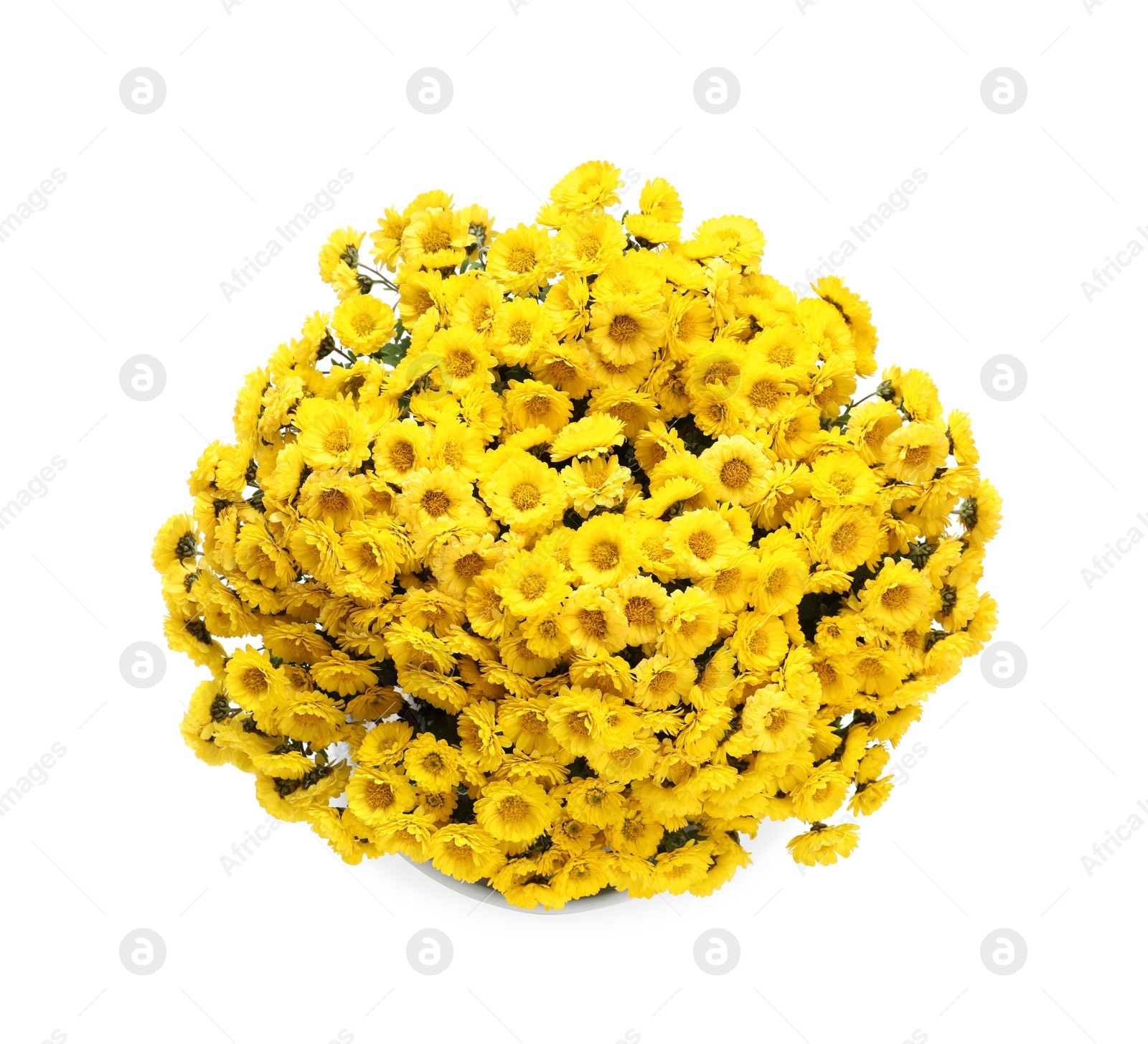 Photo of Beautiful yellow Chrysanthemum flowers isolated on white, top view