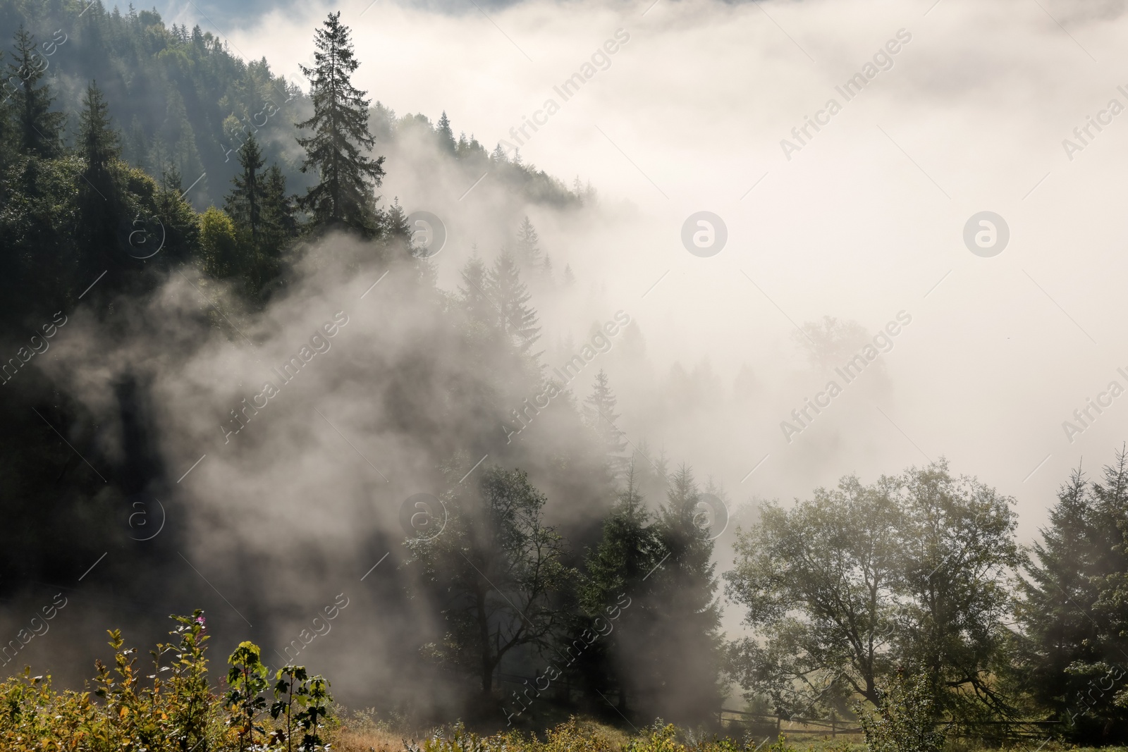 Photo of Picturesque view foggy forest in mountains on morning