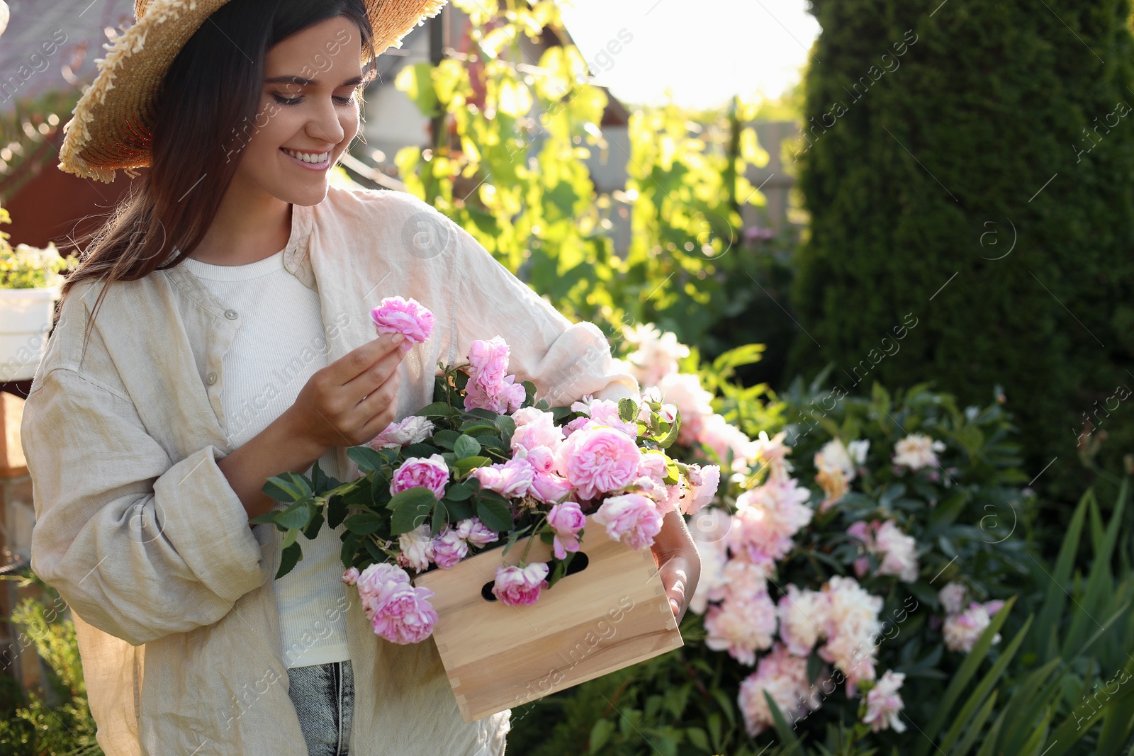 Photo of Young woman holding crate with beautiful tea roses in garden, closeup