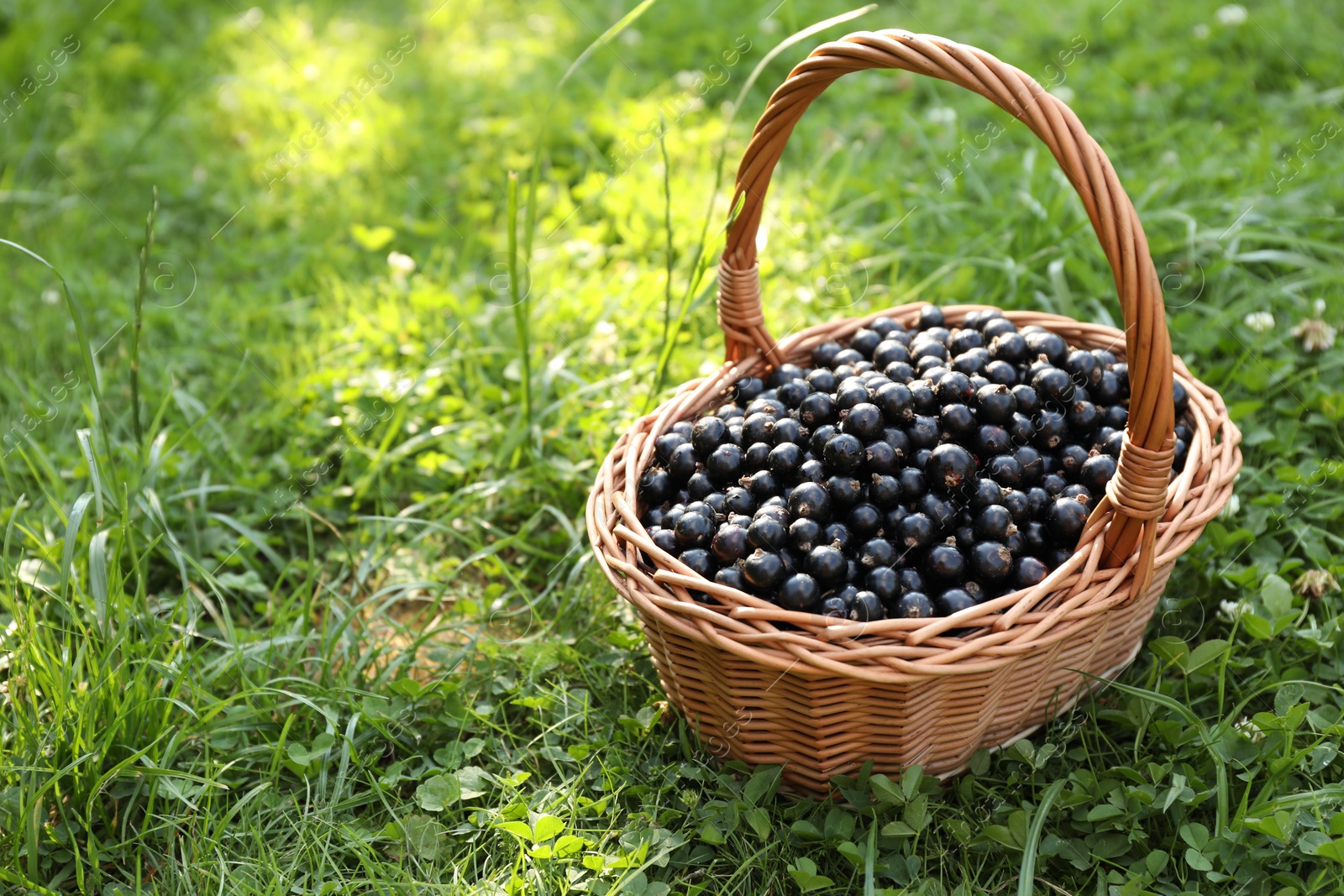 Photo of Ripe blackcurrants in wicker basket on green grass. Space for text