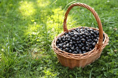 Photo of Ripe blackcurrants in wicker basket on green grass. Space for text