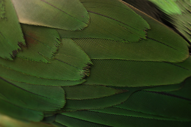 Photo of Beautiful Alexandrine parakeet on blurred background, closeup