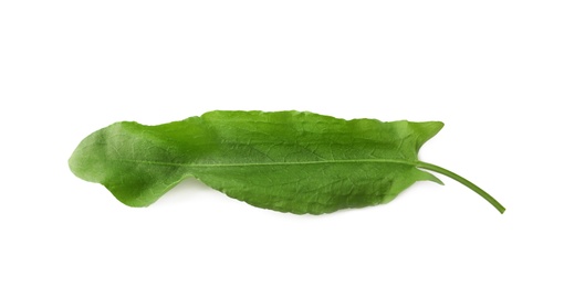 Photo of Fresh green single sorrel leaf isolated on white, above view