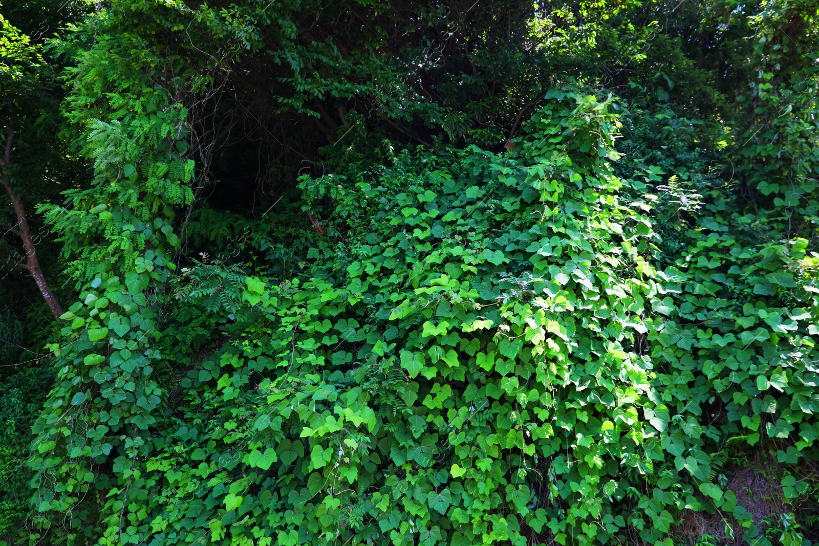 Photo of Fresh plants with beautiful green leaves growing in tropical forest