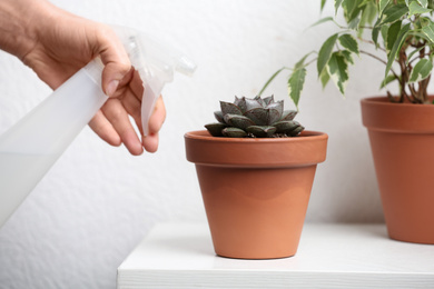 Photo of Woman spraying succulent with water at home, closeup