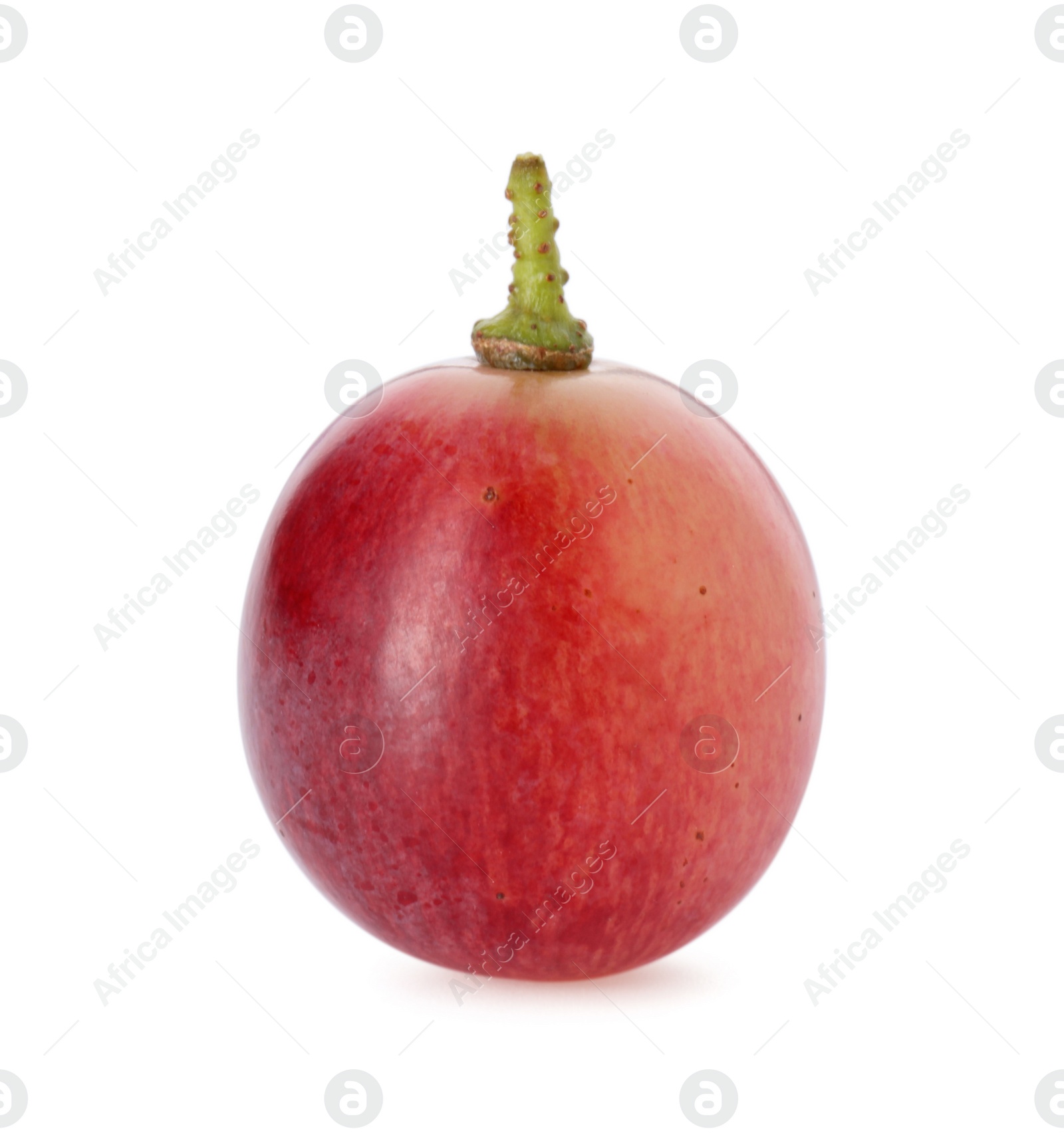 Photo of One ripe red grape isolated on white