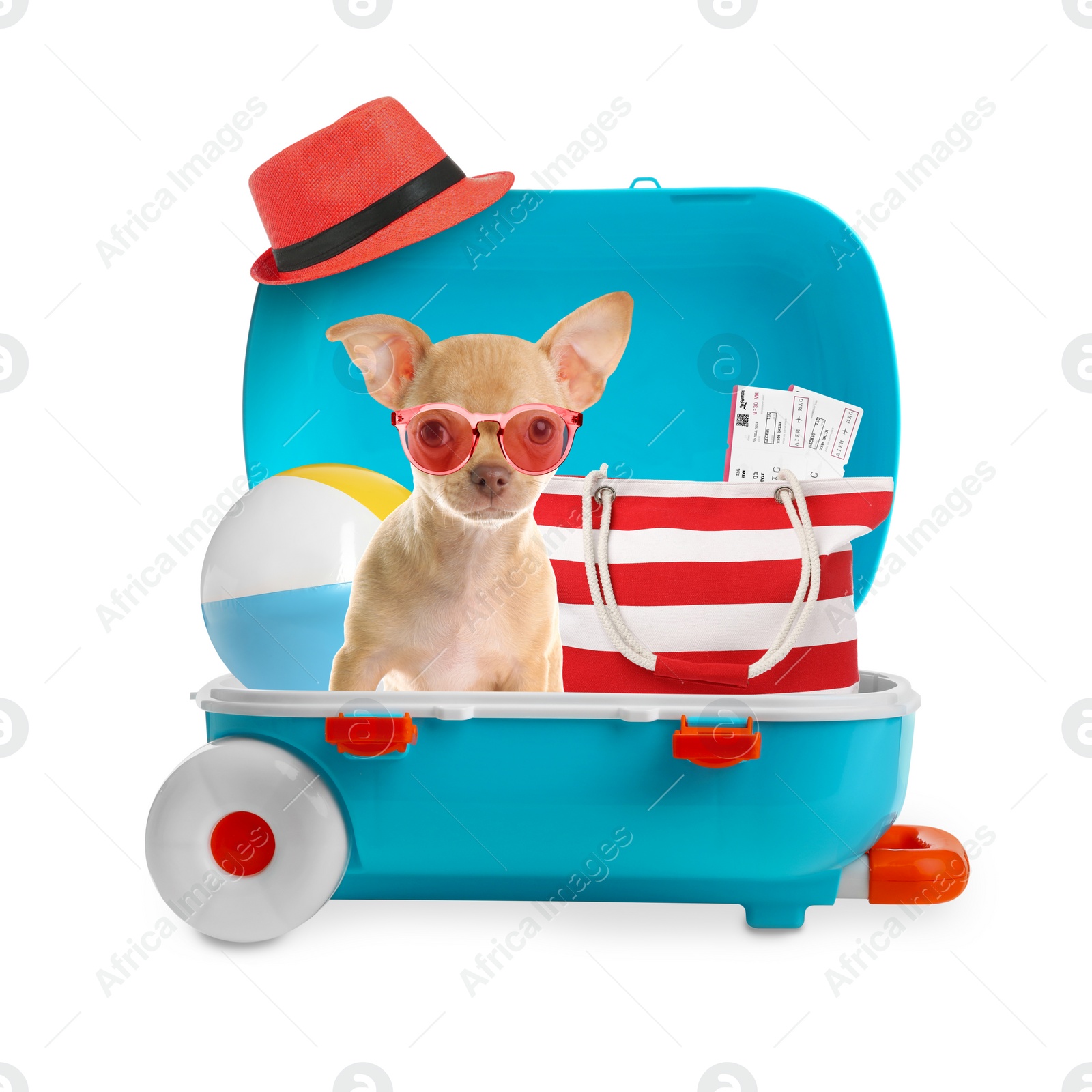Image of Cute dog and summer vacation items in suitcase on white background. Travelling with pet