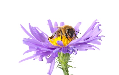 Photo of Beautiful honeybee and flower on white background