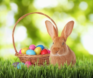 Image of Cute bunny and colorful Easter eggs on green grass outdoors