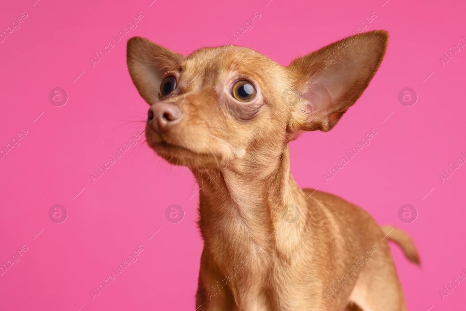 Photo of Cute toy terrier on color background. Domestic dog