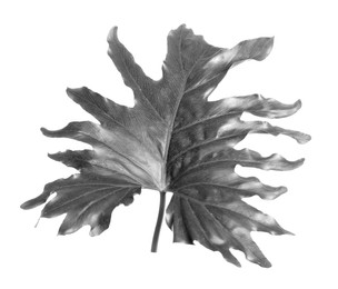 Tropical philodendron leaf on light background. Black and white tone