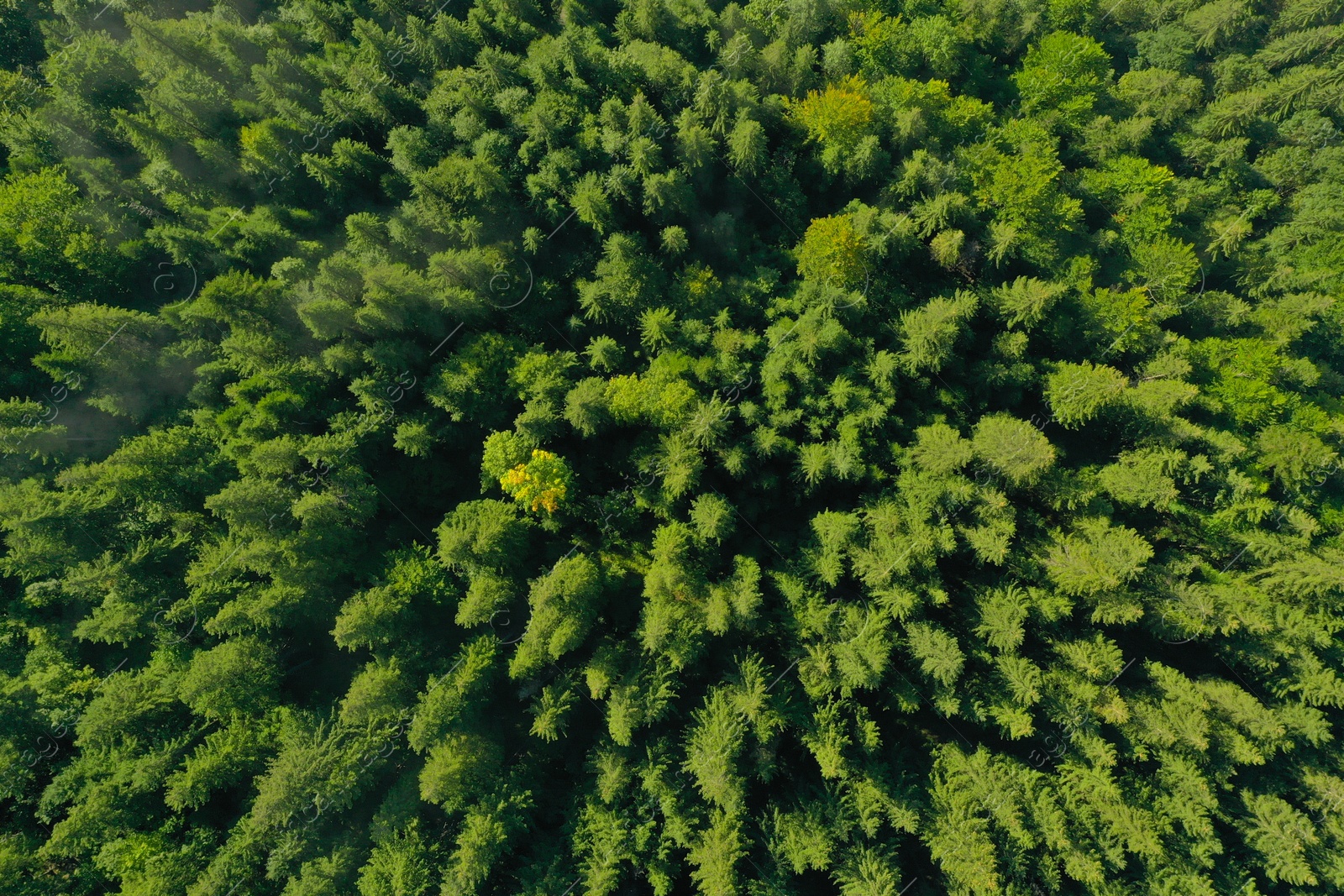 Photo of Aerial view of beautiful landscape with forest on autumn day