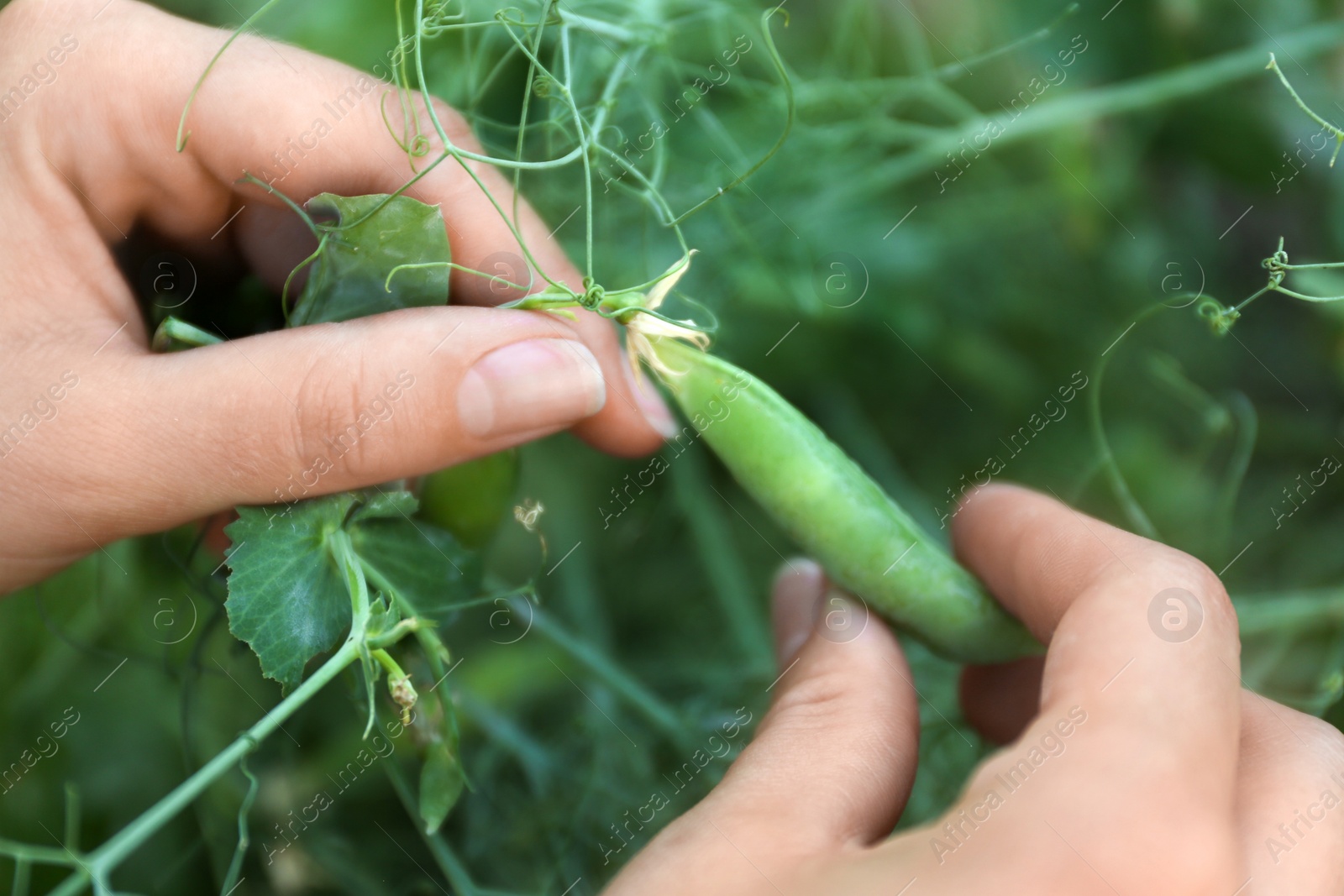 Photo of Woman picking fresh green pea pods outdoors, closeup