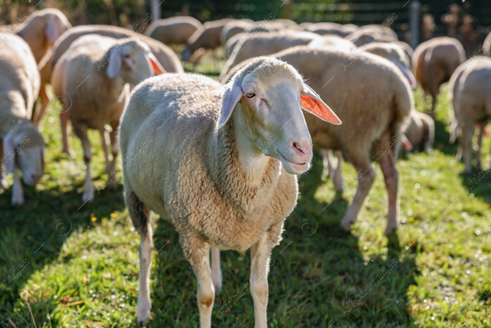 Photo of Cute sheep grazing outdoors on sunny day. Farm animals