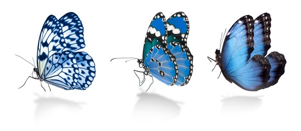 Blue butterflies on white background. Beautiful insect