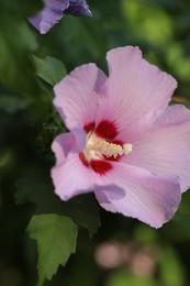 Photo of Beautiful pink hibiscus flower growing outdoors, closeup