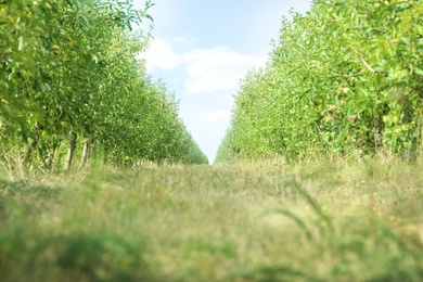 Photo of Beautiful view of apple orchard on sunny day
