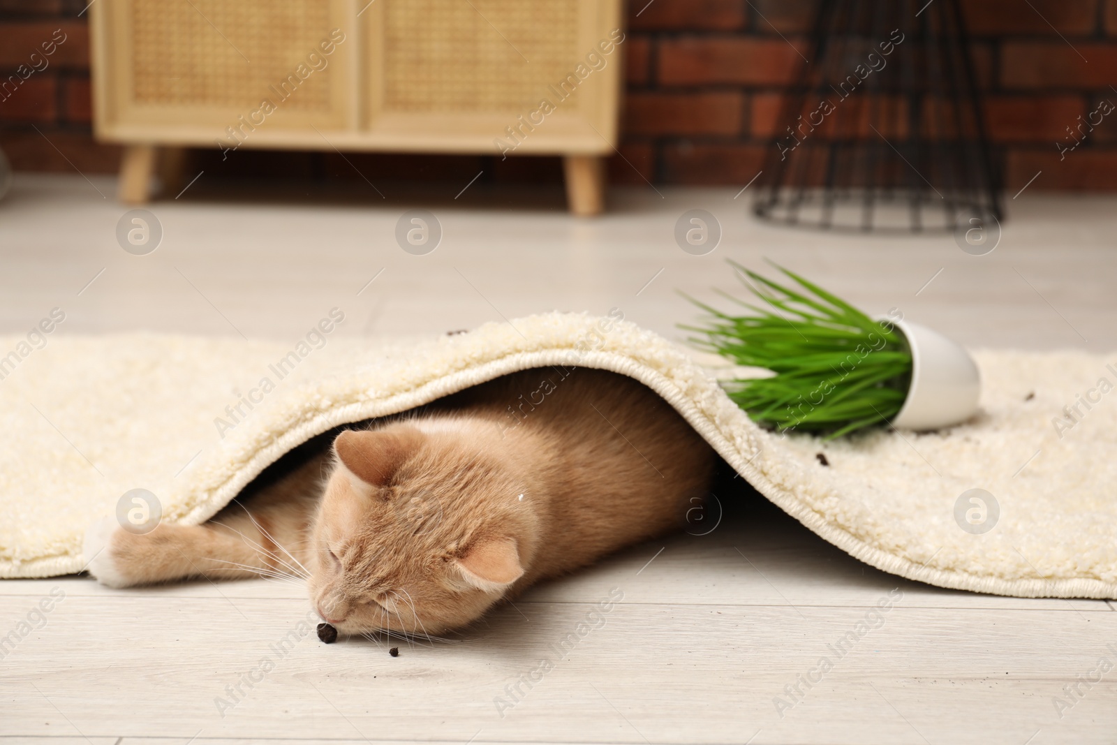 Photo of Cute ginger cat near overturned houseplant under carpet at home