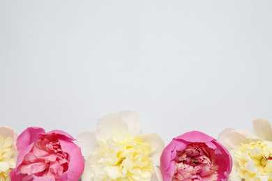 Beautiful fresh peonies on light grey background, flat lay. Space for text