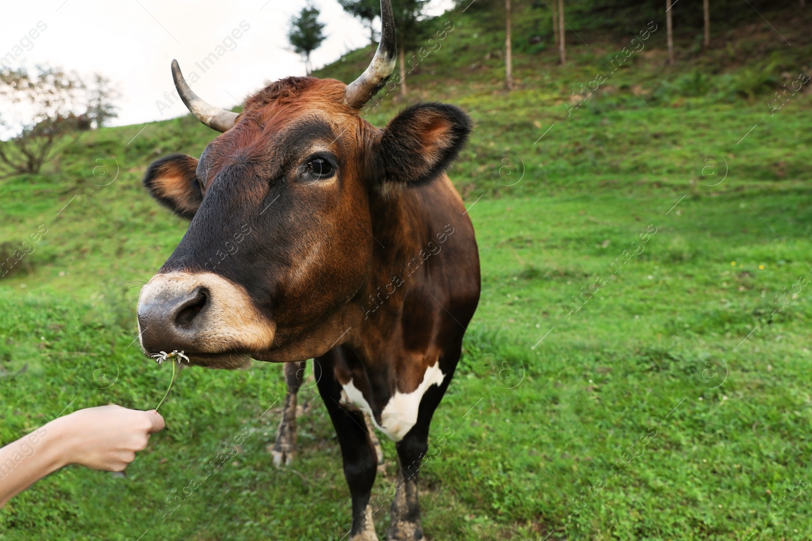 Photo of Woman feeding brown cow on green pasture, closeup