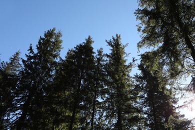 Photo of Picturesque view of beautiful coniferous forest against blue sky