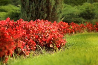 Photo of Picturesque landscape with beautiful flowerbed on sunny day. Gardening idea