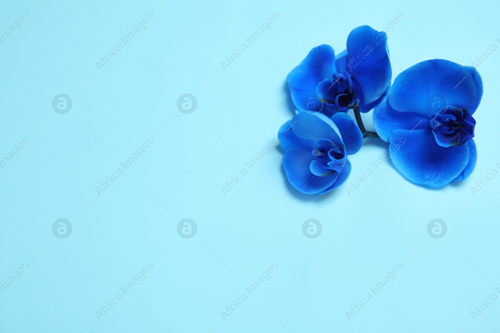 Photo of Beautiful tropical orchid flowers on color background, top view. Space for text