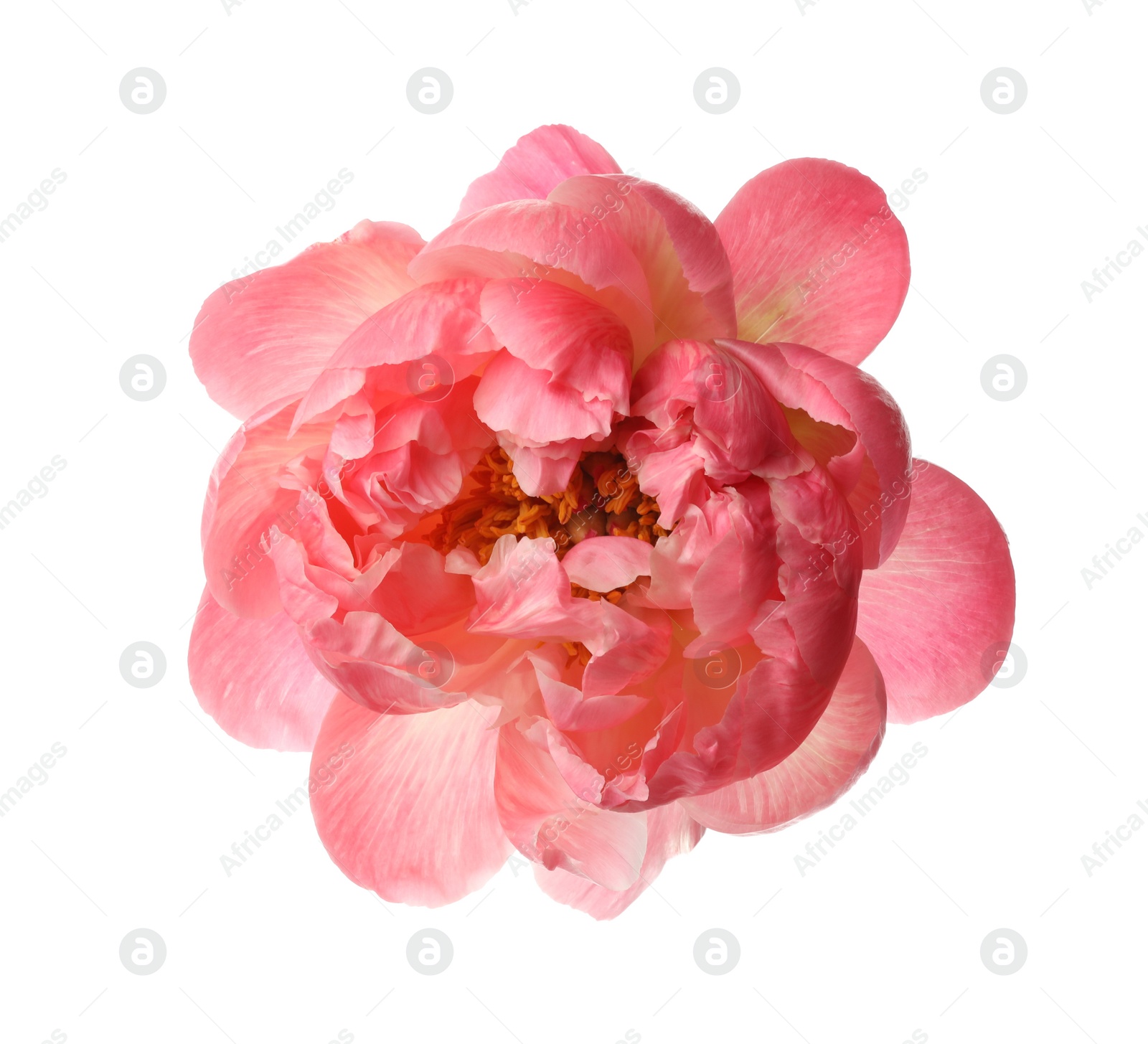 Photo of Beautiful blooming pink peony isolated on white