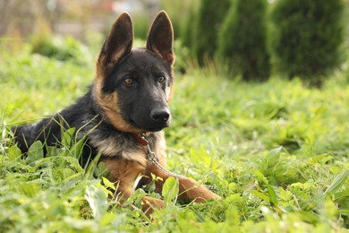 Photo of Cute German shepherd puppy on green grass outdoors, space for text