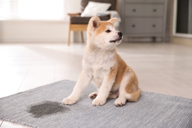 Photo of Adorable akita inu puppy near puddle on rug at home