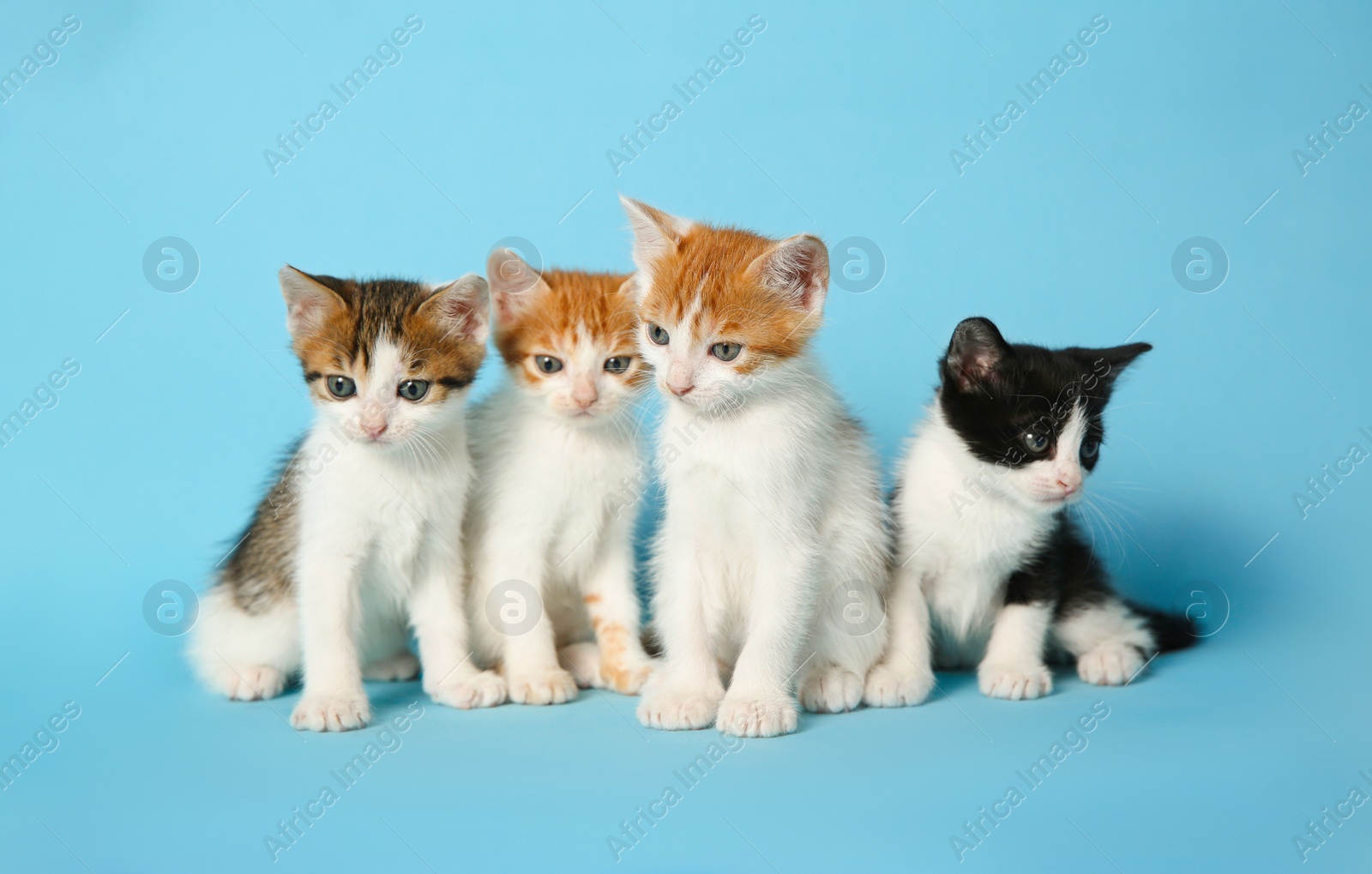 Photo of Cute little kittens on light blue background. Baby animals