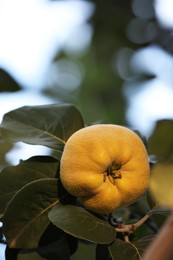 Photo of Quince tree branch with fruit outdoors, closeup