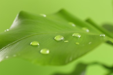 Green leaf with dew drops on blurred background, closeup