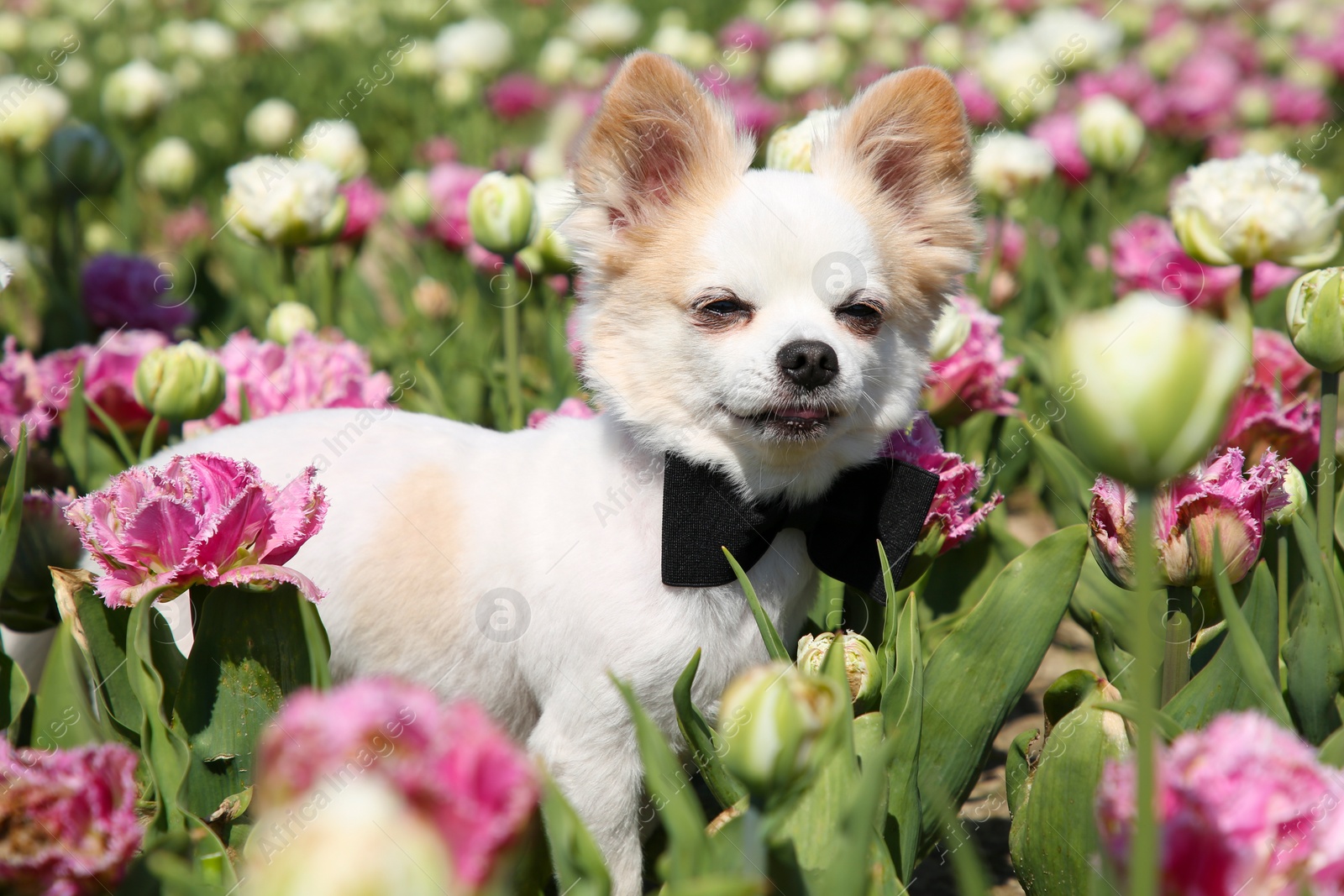 Photo of Cute Chihuahua dog among beautiful tulip flowers on sunny day