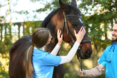 Photo of Veterinarians in uniform with beautiful brown horse outdoors