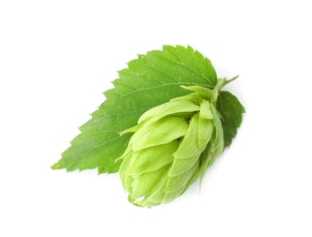 Photo of Fresh green hop on white background. Beer production