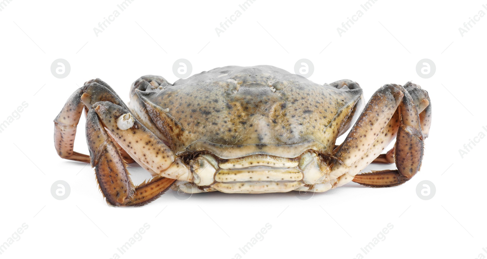 Photo of One fresh raw crab isolated on white