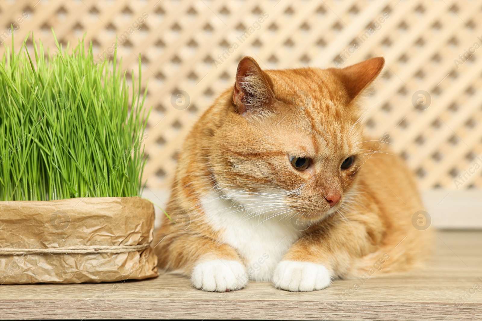 Photo of Cute ginger cat near potted green grass on wooden table