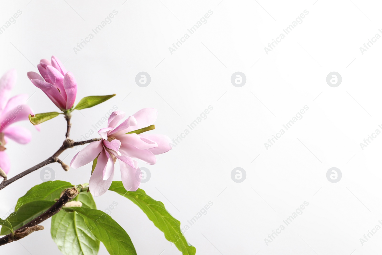 Photo of Magnolia tree branches with beautiful flowers on white background