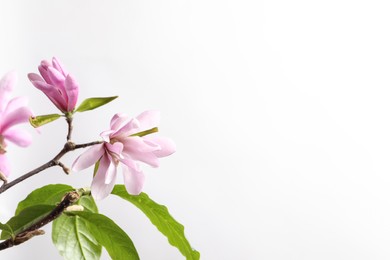 Magnolia tree branches with beautiful flowers on white background