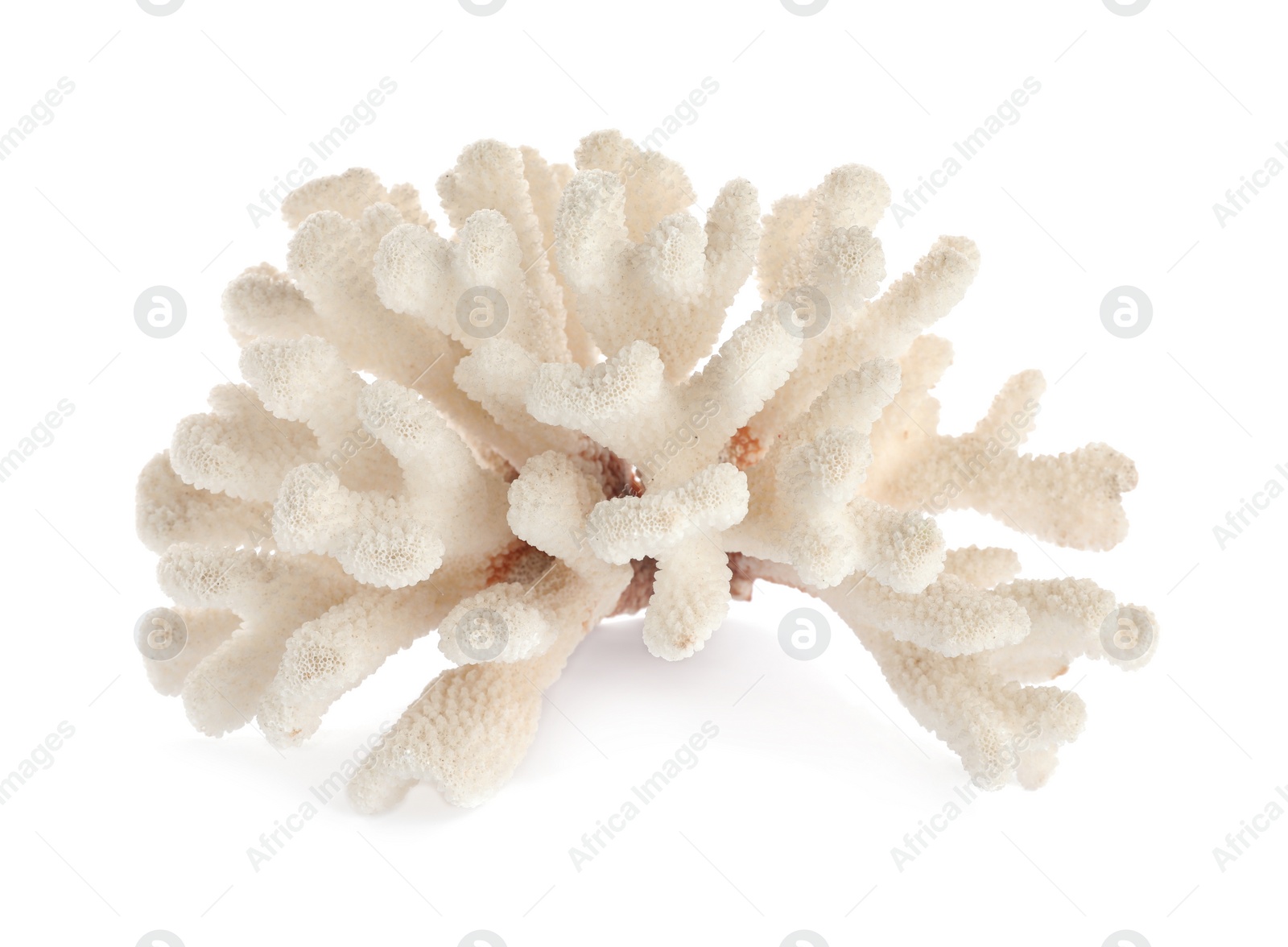 Photo of Beautiful exotic sea coral isolated on white